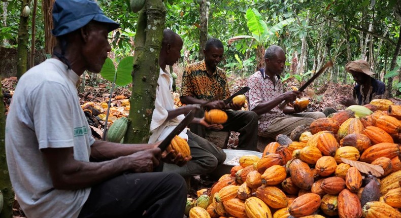 Cocoa farmers