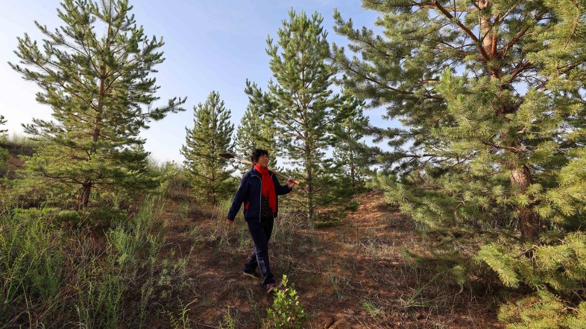 În 2000, un profesor american i-a dat 5.000 de dolari unei femei care planta copaci în deșert. După 26 de ani, a găsit o pădure cu 50.000 de arbori, unii înalți de peste 9 metri: „Mi-am ținut promisiunea”