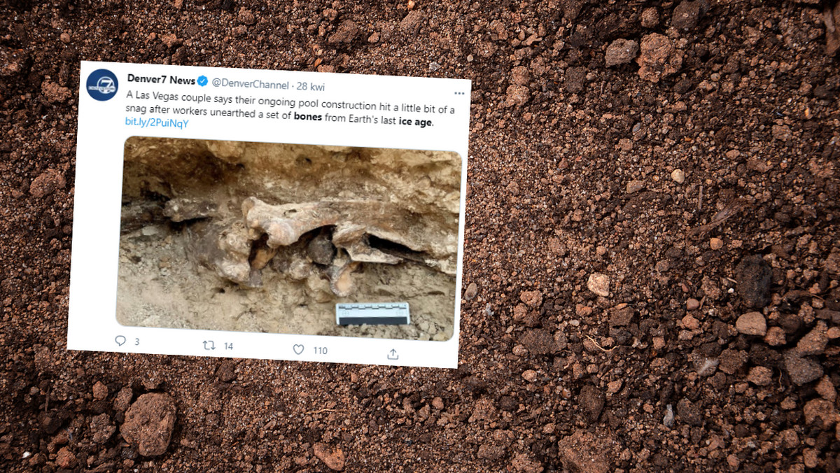  USA. W Las Vegas znaleziono kości z czasów epoki lodowcowej