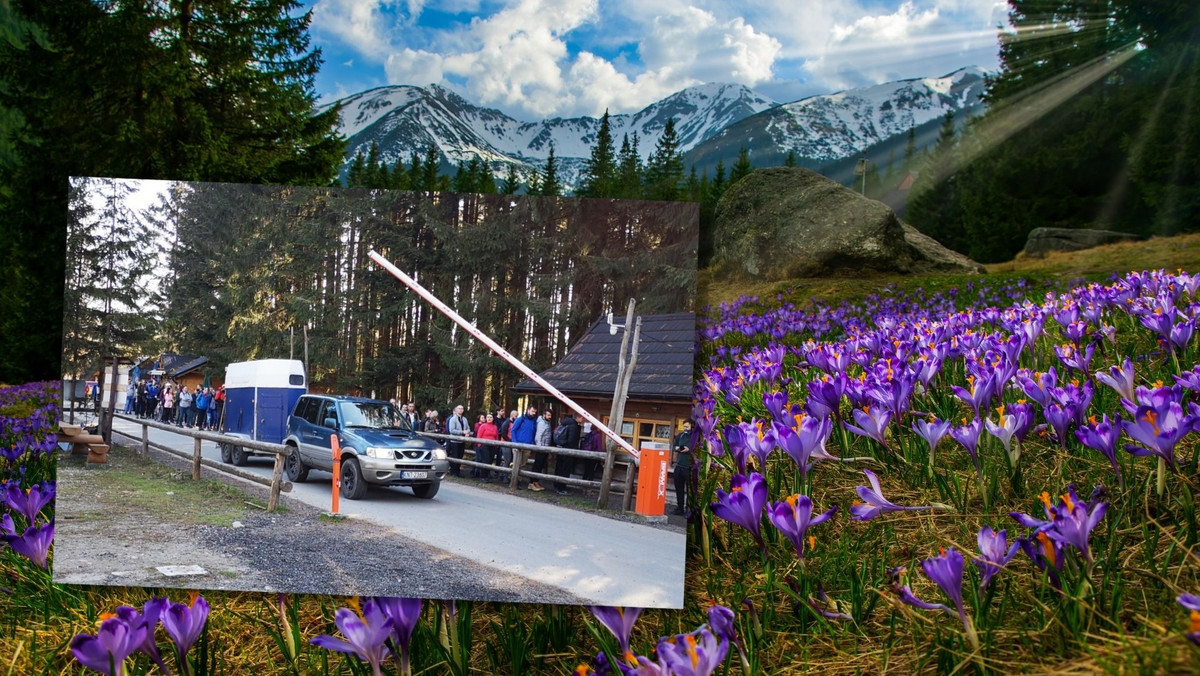 Tatry. Długa kolejka do wejścia. Turyści chcą zobaczyć krokusy