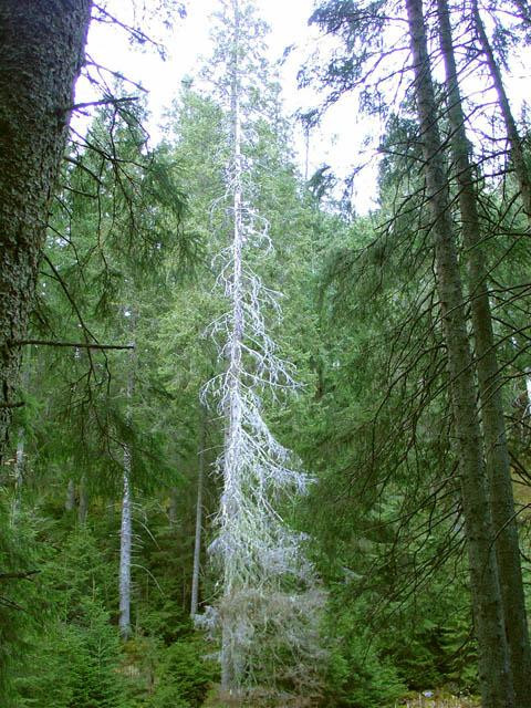 Galeria Tatry - piękno i moc natury, obrazek 30