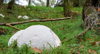 "Złoto grzybiarzy" rośnie obficie tylko w jednym regionie Polski. Gigant może ważyć aż 20 kg