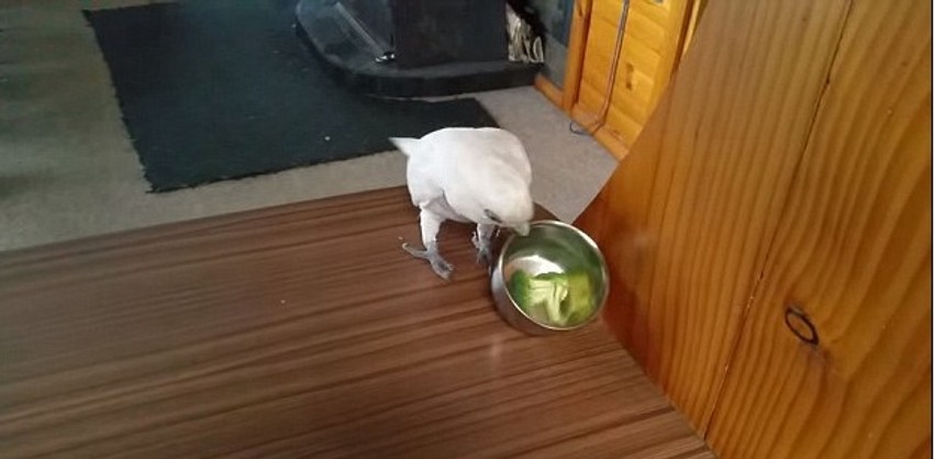 Erik zvani "Legenda" protiv brokolija