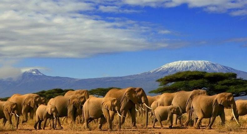 Elephants wander at Amboseli National Park. (travel.jumia)