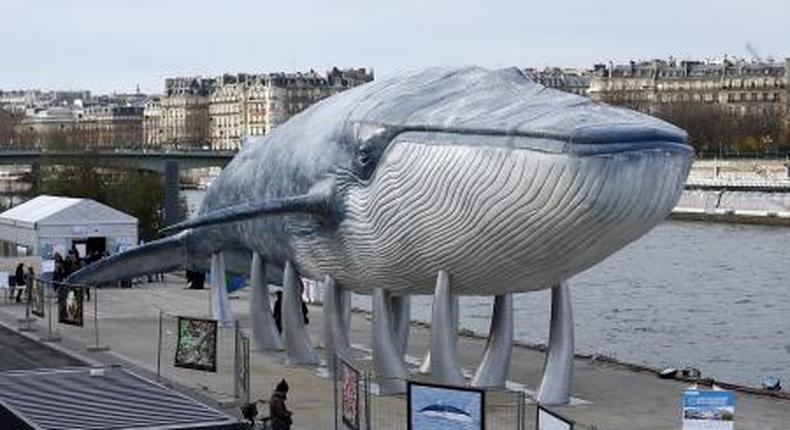 A giant whale sculpture is displayed along the side of the river Seine in Paris, France, December 5, 2015 as the World Climate Change Conference 2015 (COP21) continues at Le Bourget near the French capital.
