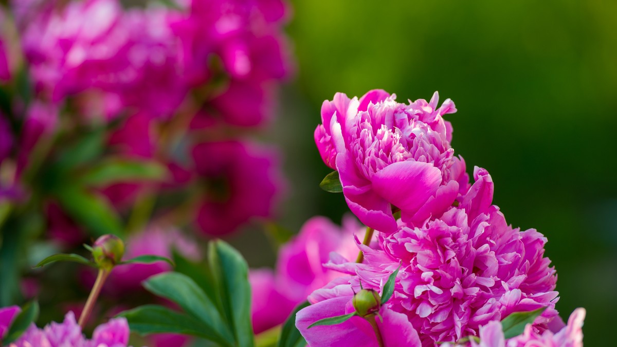 Piwonie (peonie) mają piękne, ozdobne kwiaty.
