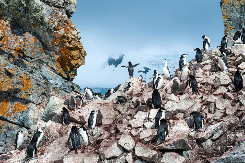 King of the penquins (pol. Król pingwinów) - Nancy Dowling/National Geographic Traveler Photo Contest