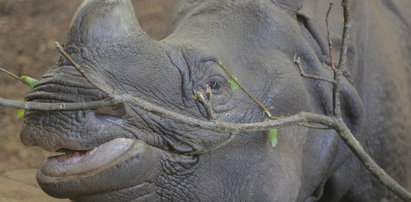 Odwiedź nosorożce we wrocławskim zoo