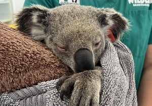 Džo Krmeljavko je jedan od hiljada koala koje se svake godine leče od hlamidije | Foto: Tiffanie Turnbull/BBC