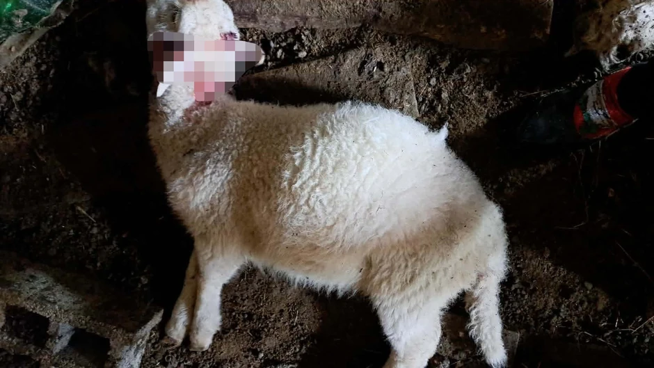 Psi lutalice rastrgli stado ovaca kod Požege