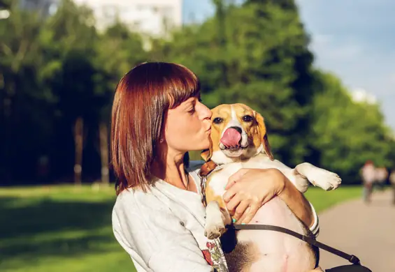 Jak wytresować psa? Uczcie go w taki sposób, w jaki sami byście chcieli być uczeni