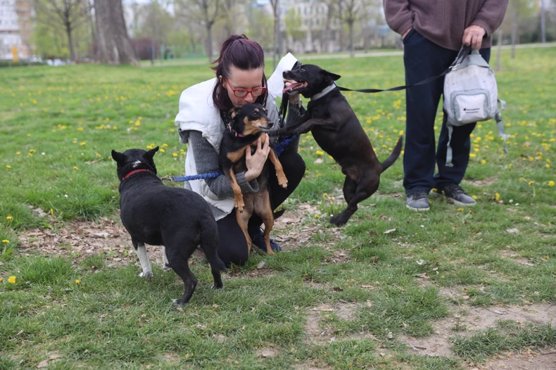 Izložba pasa mešanaca