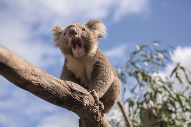 Miś koala