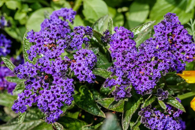 Heliotrop uwielbia słoneczne stanowiska