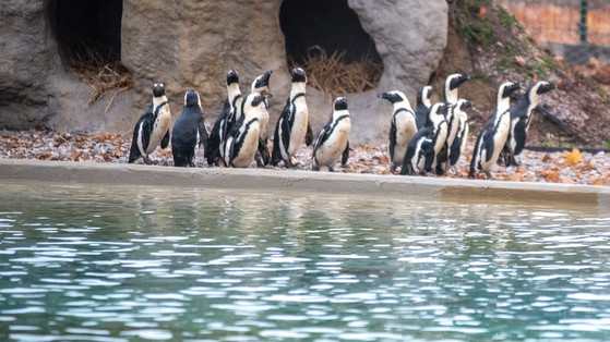 Pingwiny wróciły do łódzkiego zoo. Tak zapoznają się z nowym wybiegiem
