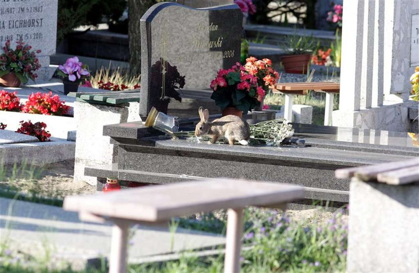 Obława na cmentarne króliki