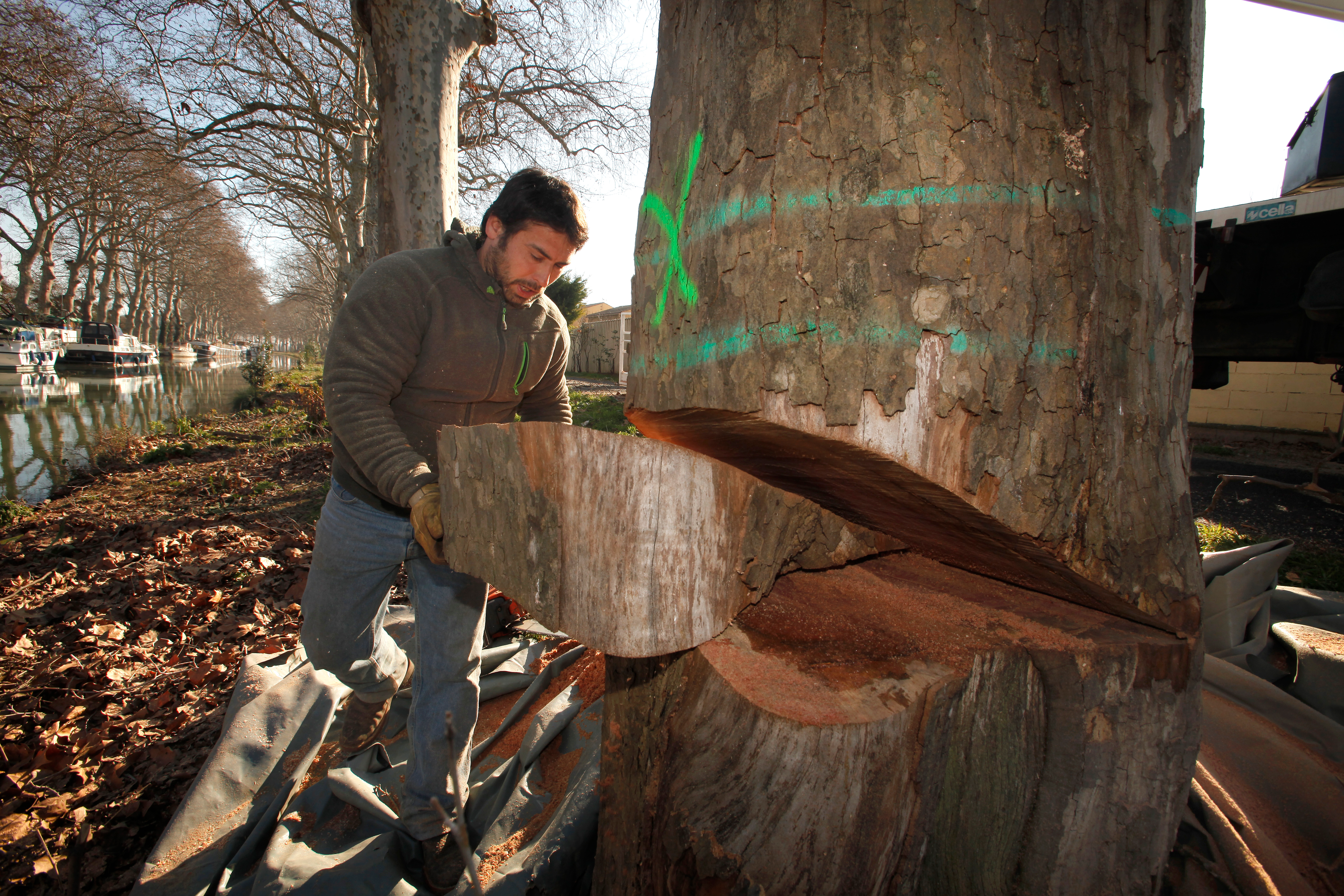 Landes: Course contre la montre pour stopper un parasite mortel du pin