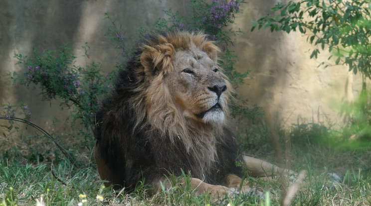 Hogyan kell kezelni a fülfájástól szenvedő oroszlánt / Fotó: Northfoto