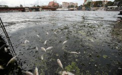 Odra znów zagrożona? 'Sytuacja jakościowa wody jest alarmująca'