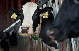 Zakaz ubojów rytualnych, czyli prawa krów ważniejsze od wolności wyznania