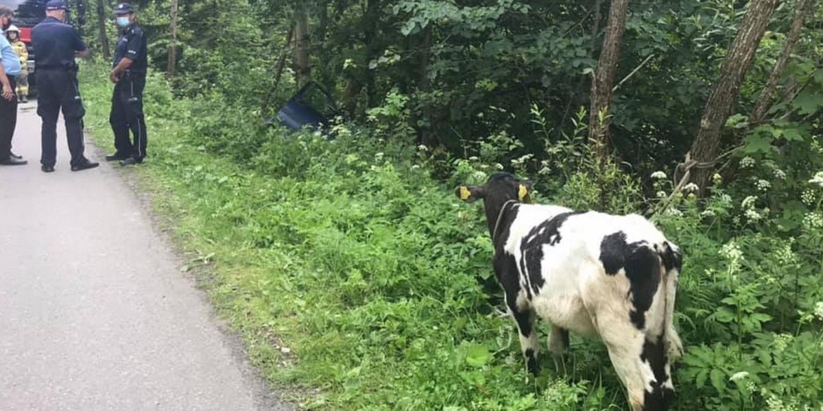 Wieźli osobówką kradzione cielę. Spowodowali wypadek i uciekli