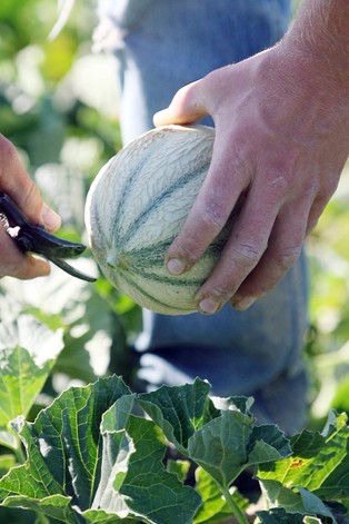 Melony ofiarą recesji