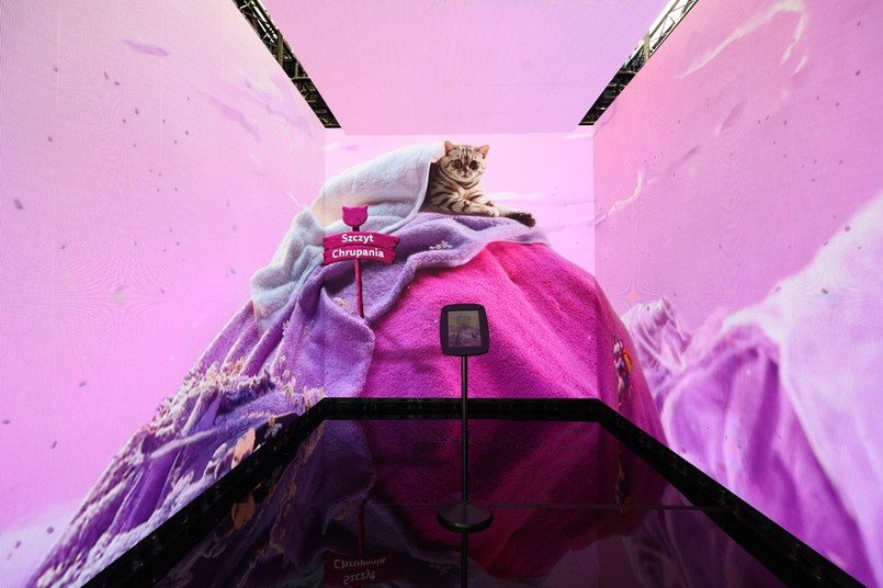 Kiedy kot mówi: „kocham Cię”. Co zdradzają jego gesty, mruczenie i osobowość?