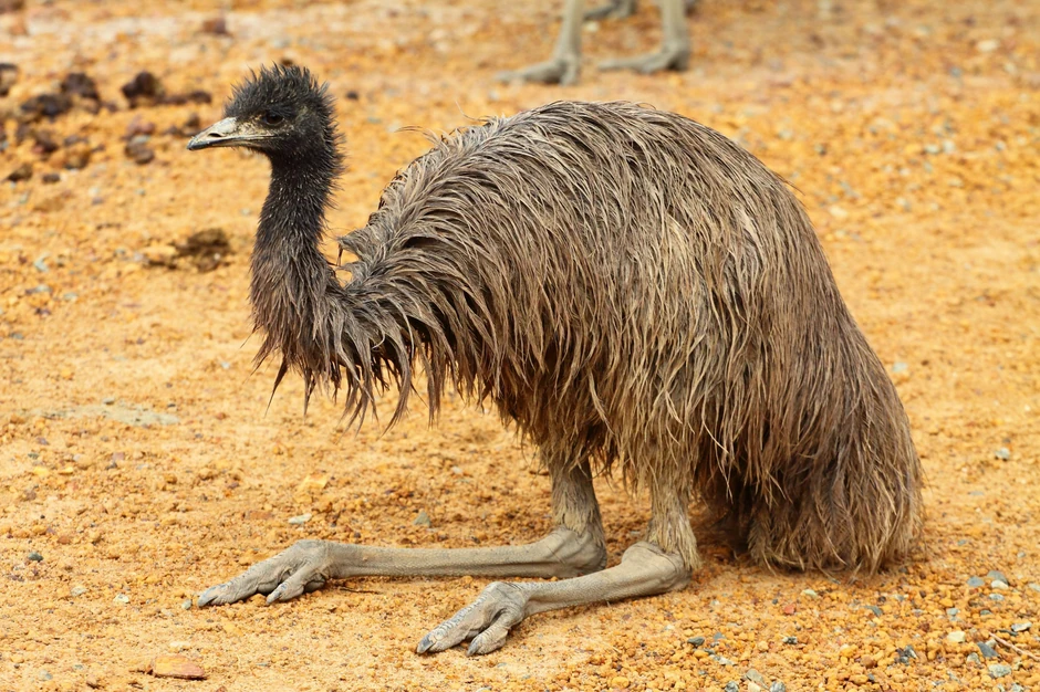 Emu