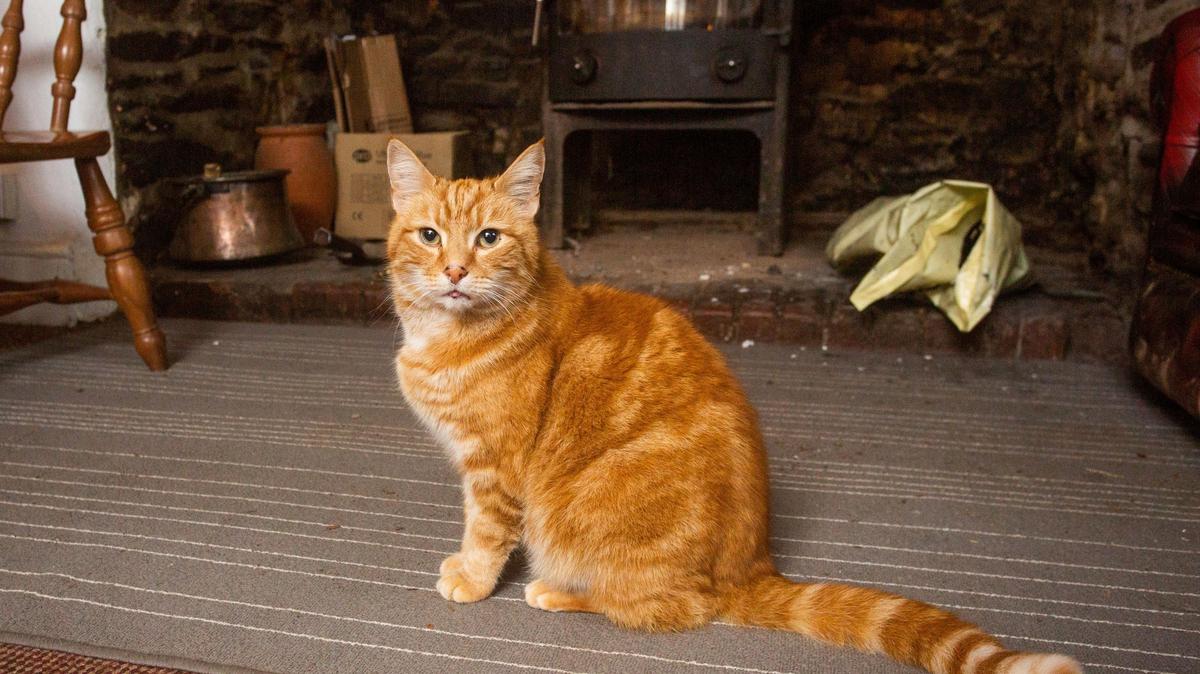 Garfield, a vörös macska 64 kilométert utazott, hogy megkeresse előző  gazdáit - Blikk