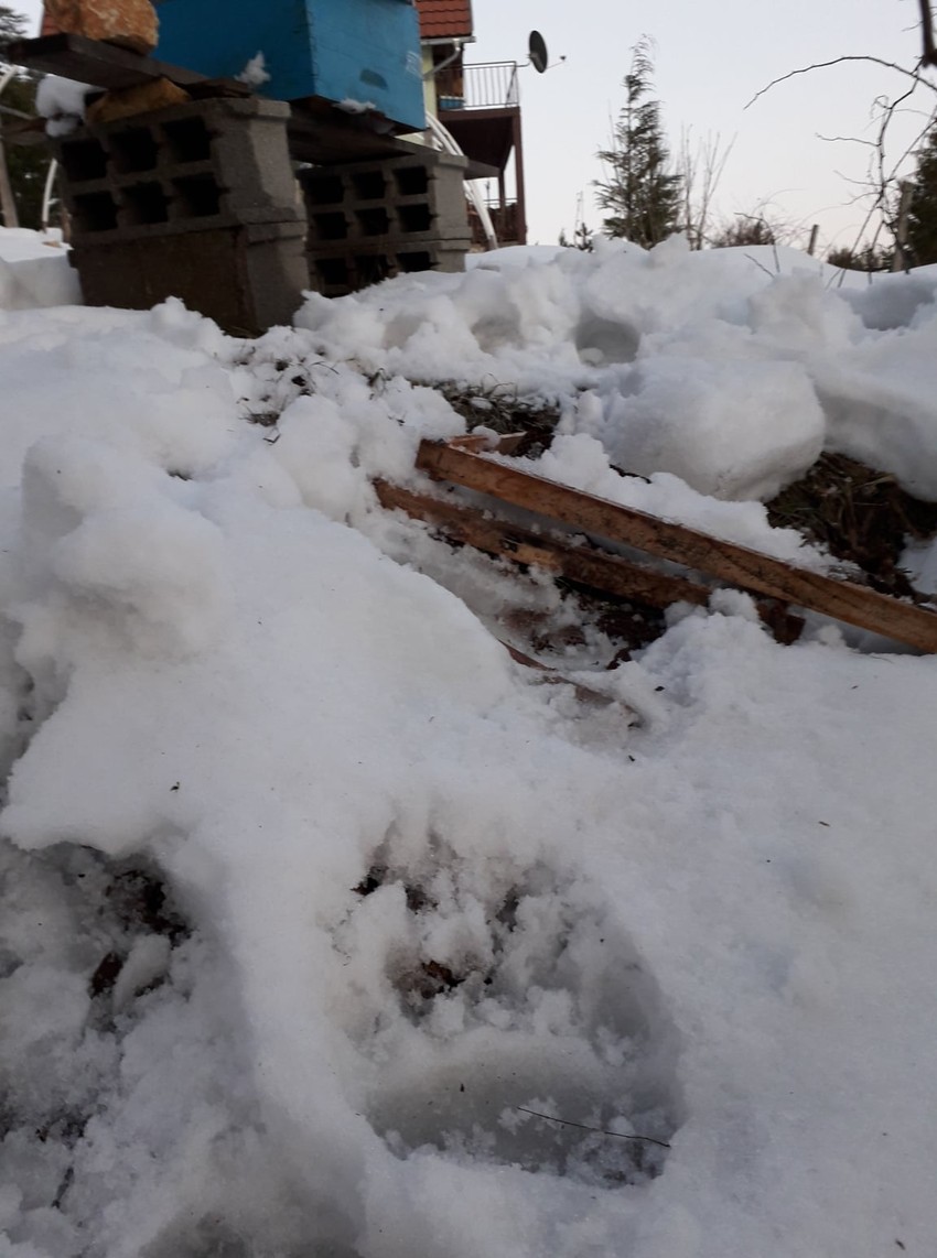 Tragovi medveda oko košnica koje su zimus uništene