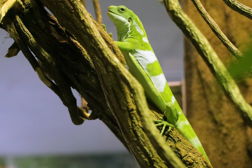 Gady i płazy z ZOO w Łodzi mają nowy dom