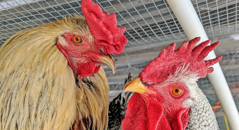 Kelly Rutkowski of the Adopt a Bird Network helps place chickens in need of homes.Kelly Rutkowski, Adopt a Bird Network