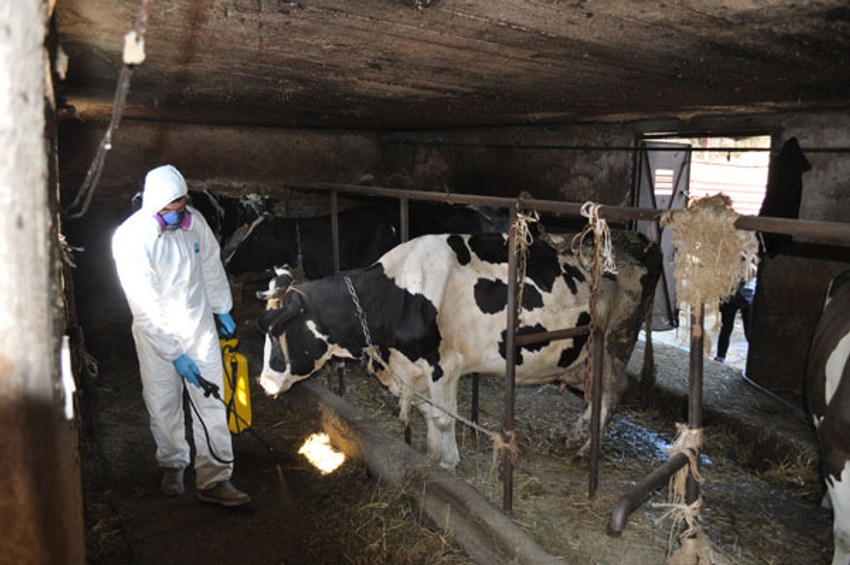 Počela dezinsekcija i dezinfekcija na opštini Palilula
