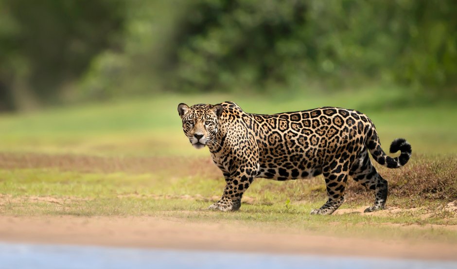 Jaguar