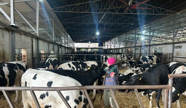 Farma