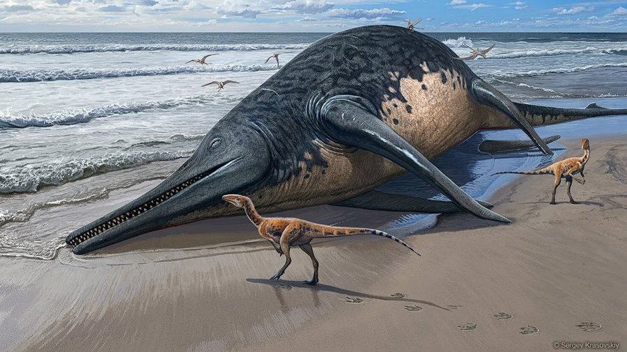 Paleontolodzy odkryli szczątki największego znanego gada morskiego, fot. Sergey Krasovskiy, CC-BY 4.0