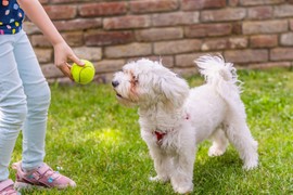 DRESERKA PASA otkrila šta zapravo znači kada ljubimac MAŠE REPOM, a mnogi i u Srbiji  to ne znaju: "ZABLUDA je da to uvek znači sreću"