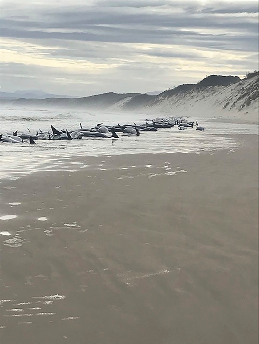 Kitovi se nasukali na obalu Tasmanije