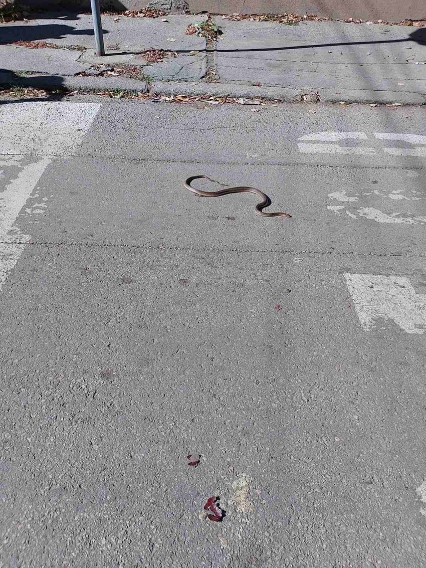 Zmija isprepadala Nišlije