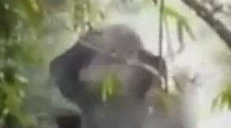 Puszta kézzel állította meg a dühös elefántot – videó