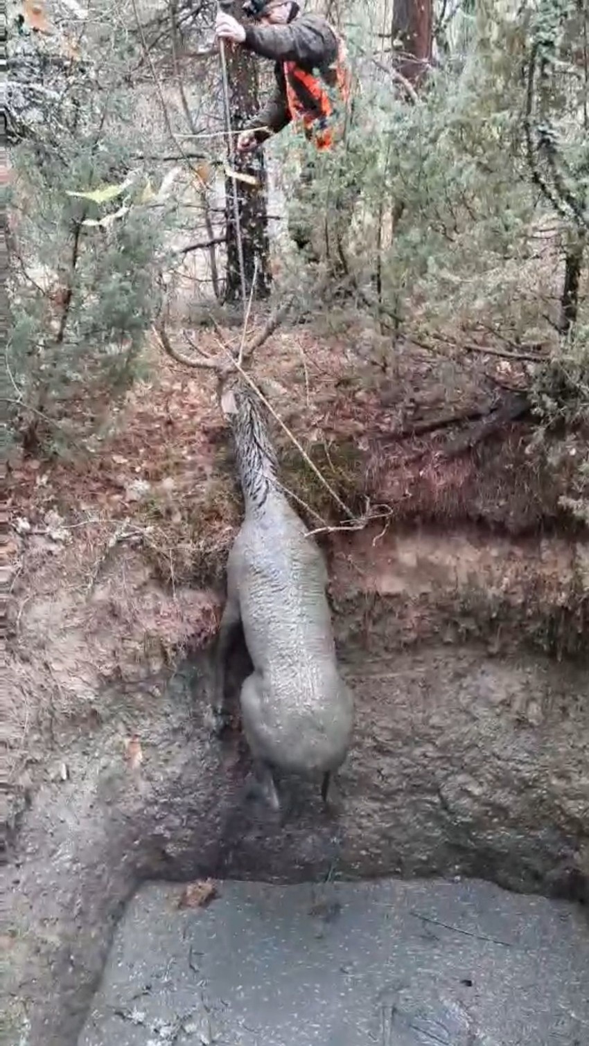 Jelen upao u duboku rupu u selu Čadinje kod Prijepolja