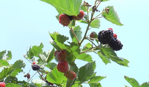 Otkupna cena kupine kreće se oko 130 dinara po kilogramu 