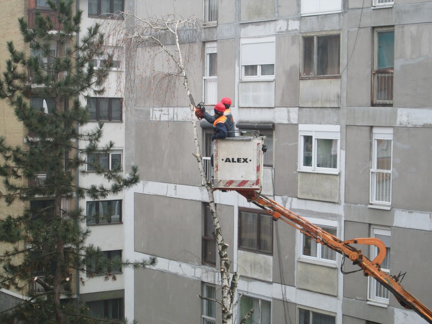 Orezivanje stabala centru grada