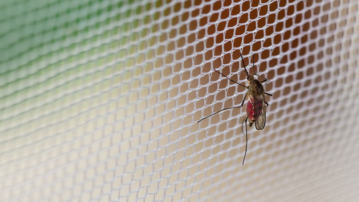 W Polsce nie ma w tym roku komarów. Co się z nimi dzieje?