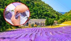 Rozsyp pod lawendą, a będzie mieć dużo kwiatów. Ten składnik masz w kuchni