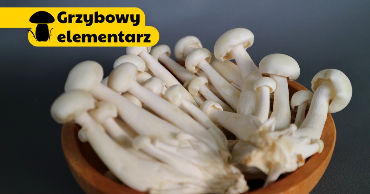 Grzyby shimeji są zdrowe i mają nietypowy smak. Leć po nie do Biedronki