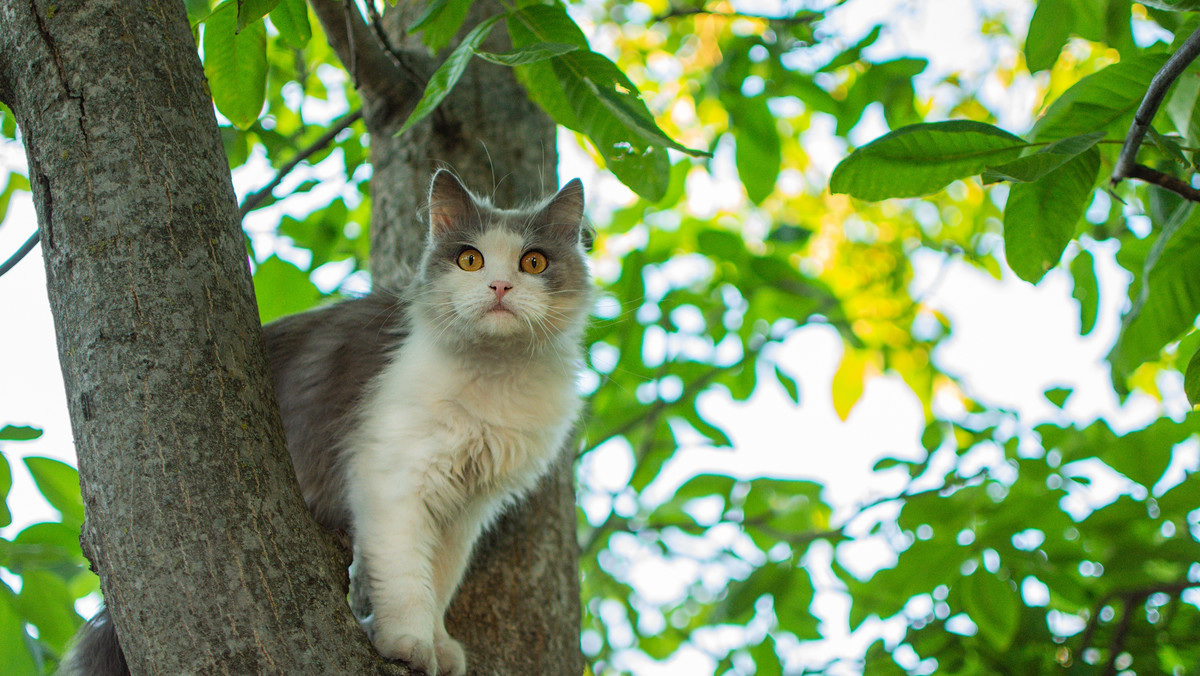 Masowe polowanie na wolnożyjące koty. Do 2050 r. wszystkie mają zniknąć