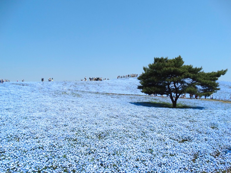 Natura w Japonii zachwyca