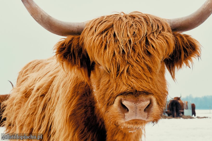 Highland Cattle