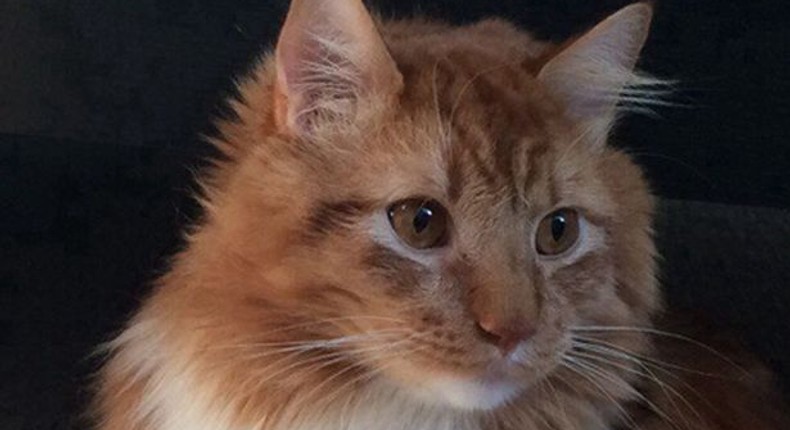 Bizarre picture of a 'Half chicken half cat' goes viral